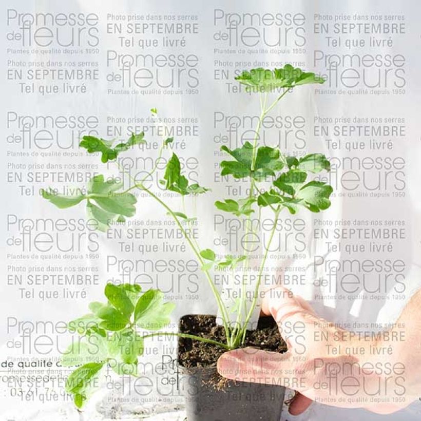 Ejemplo de ejemplar de Ancolie Nora Barlow - Aquilegia vulgaris Godet de 8/9 cm tal y como se entrega
