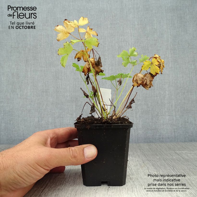 Ejemplar de Aquilegia vulgaris Nora Barlow Maceta de 8/9 cm entregado en otoño