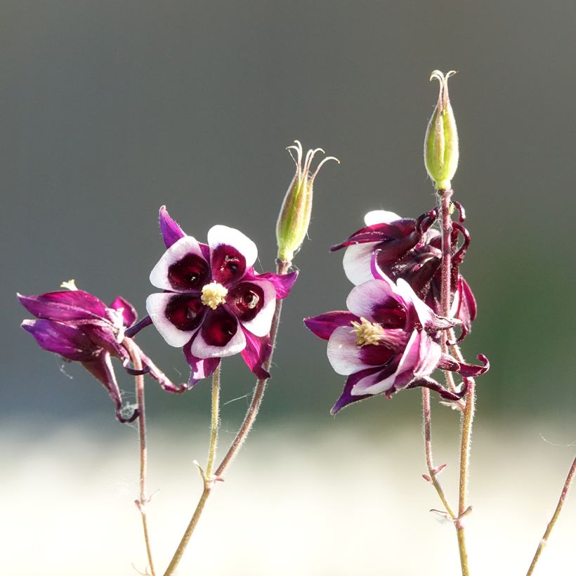 Aquilegia vulgaris William Guiness (Floración)