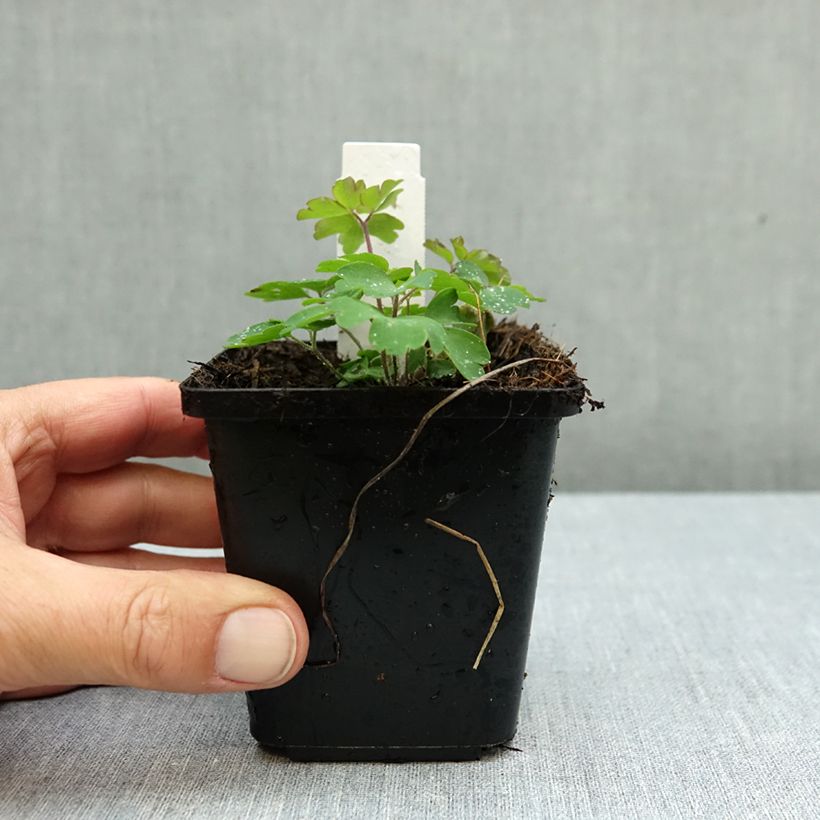 Ejemplar de Aquilegia vulgaris Winky Double Dark Blue White Maceta de 8/9 cm entregado en otoño