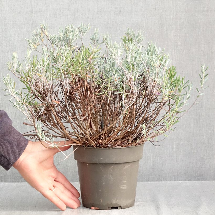 Ejemplar de Andromeda polifolia Blue Lagoon - Romero de pantano Maceta 2L/3L entregado en otoño