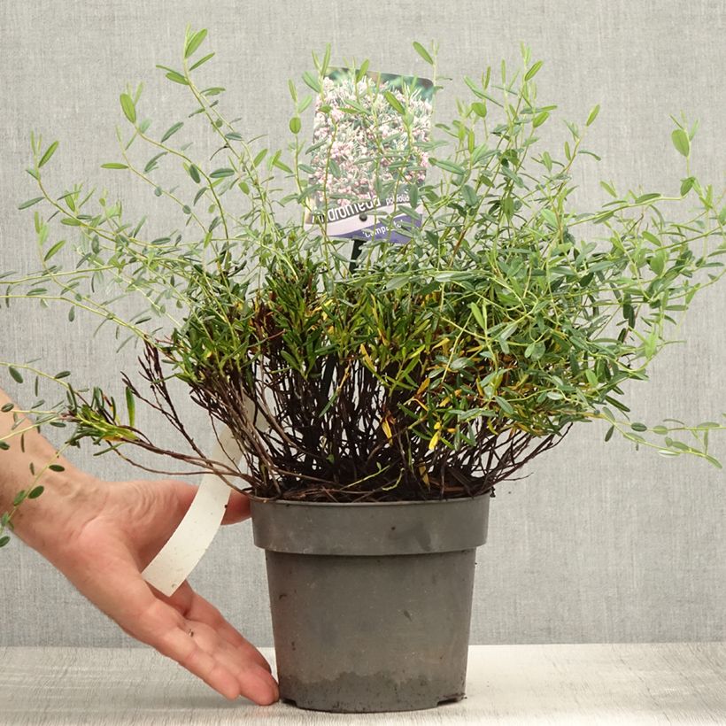 Ejemplar de Andromeda polifolia Compacta - Romero de pantano Maceta 2L/3L entregado en verano