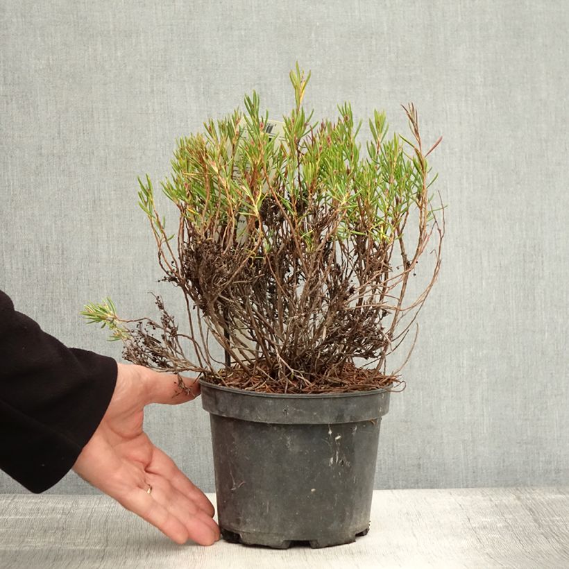 Ejemplar de Andromeda polifolia Nikko - Romero de pantano Maceta 2L/3L entregado en otoño