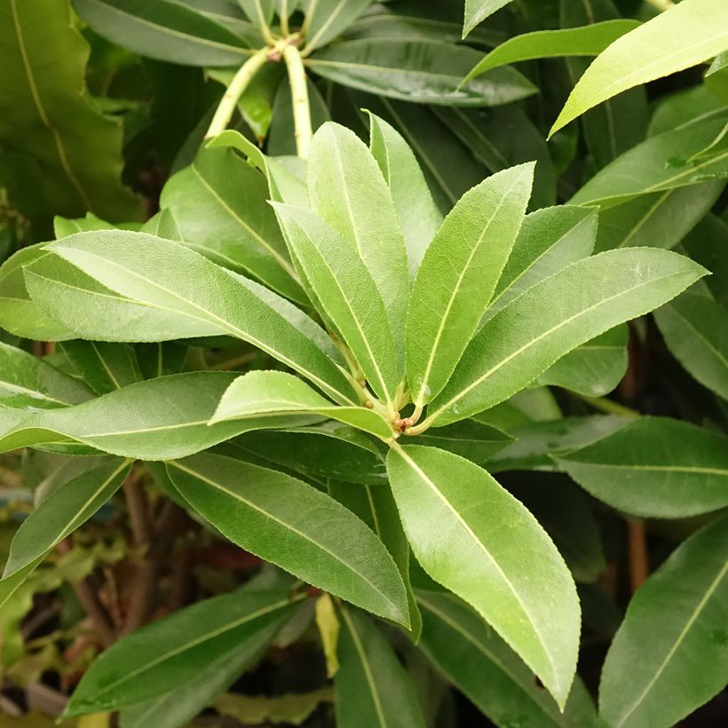 Pieris formosa var. forrestii  - Forest Flame, Forest Pieris, Lily of the Valley Shrub (Follaje)