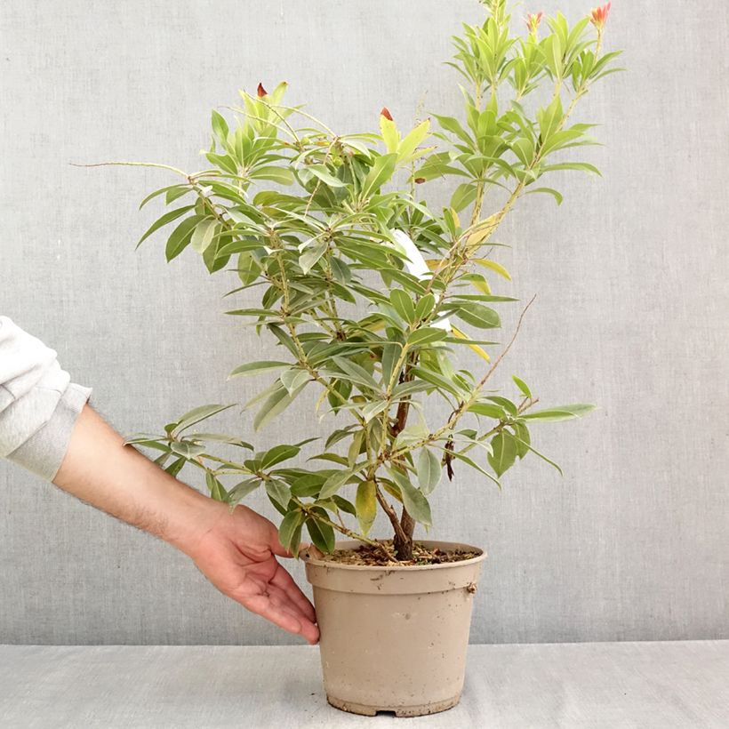 Ejemplar de Pieris formosa var. forrestii  - Forest Flame, Forest Pieris, Lily of the Valley Shrub Maceta 4L/5L entregado en otoño