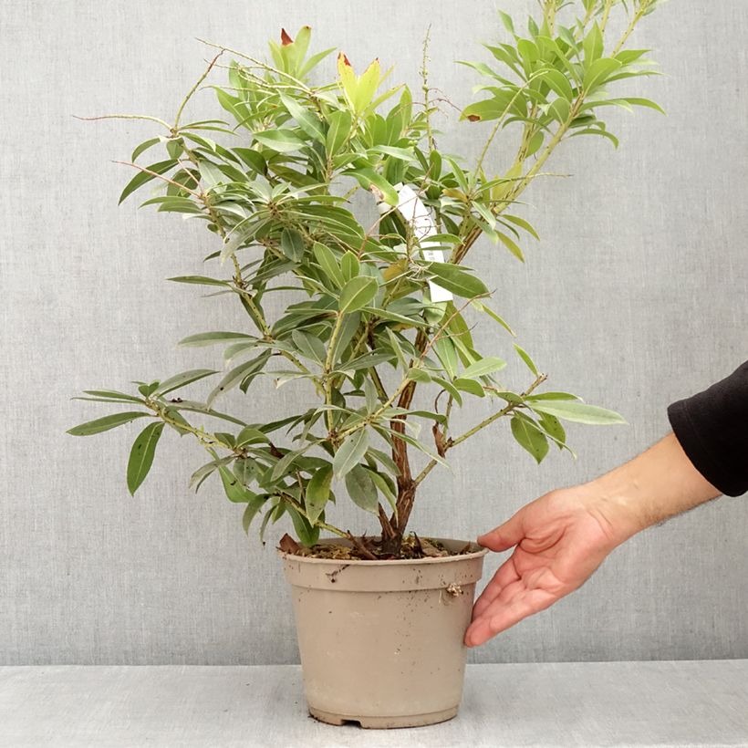 Ejemplar de Pieris formosa var. forrestii  - Forest Flame, Forest Pieris, Lily of the Valley Shrub Maceta 4L/5L entregado en verano