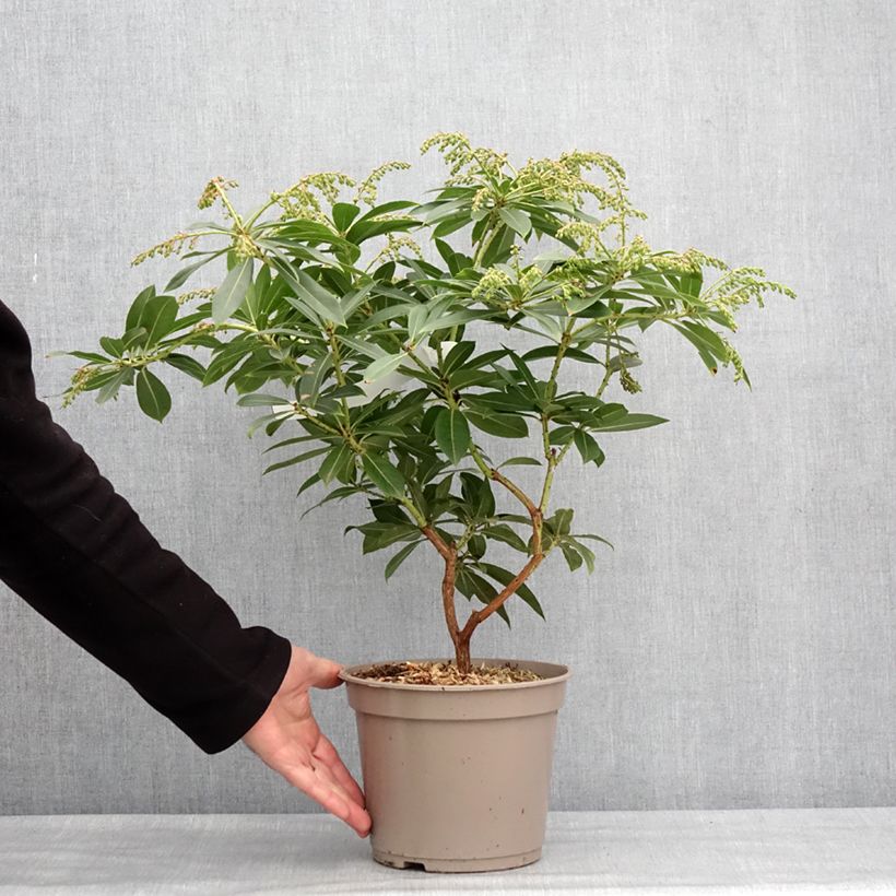 Pieris formosa var. forrestii  - Forest Flame, Forest Pieris, Lily of the Valley Shrub Maceta 4L/5L Ejemplar entregado en invierno