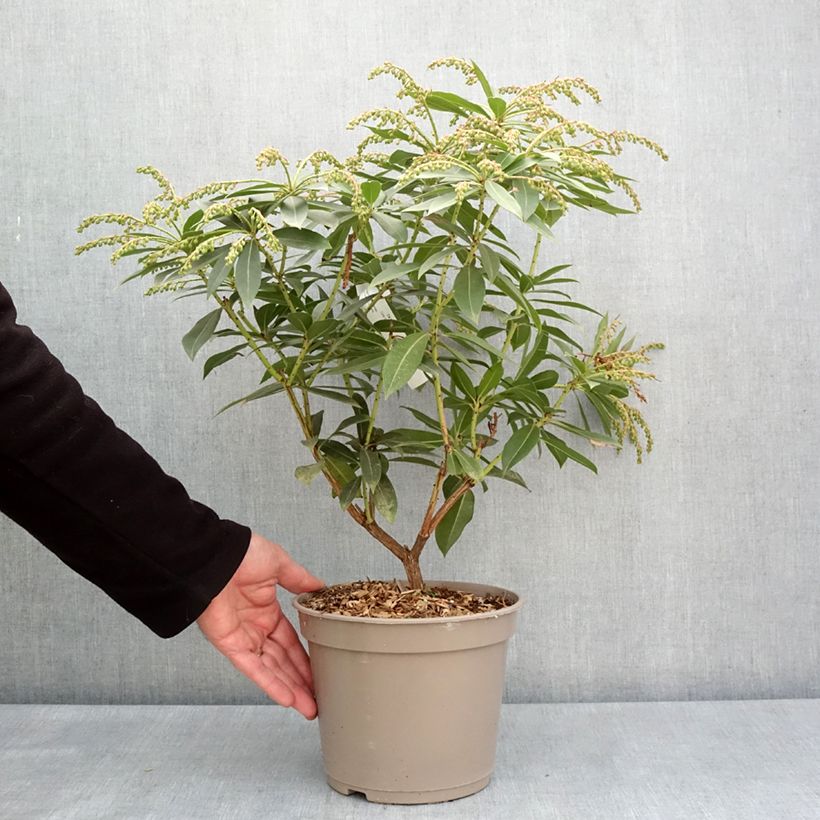 Pieris formosa var. forrestii  - Forest Flame, Forest Pieris, Lily of the Valley Shrub Maceta 4L/5L Ejemplar entregado en la primavera