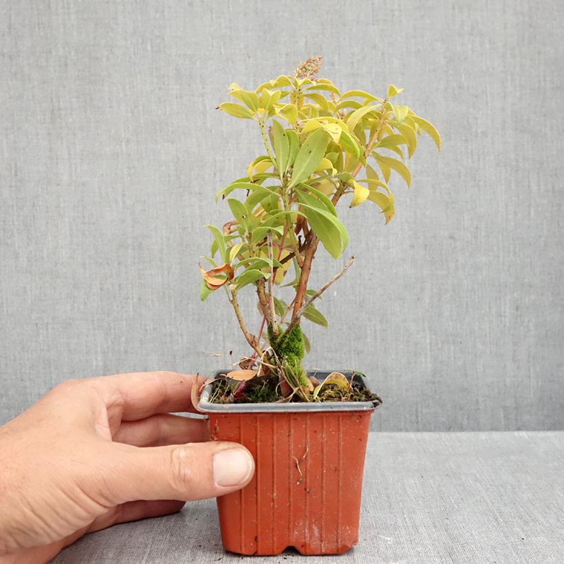 Ejemplar de Pieris japonica Bonfire - Andrómeda Maceta de 8/9 cm entregado en otoño