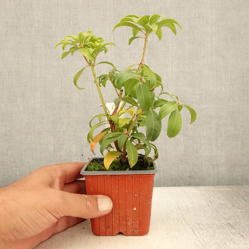 Ejemplar de Pieris japonica Bonfire - Andrómeda Maceta de 8/9 cm entregado en verano
