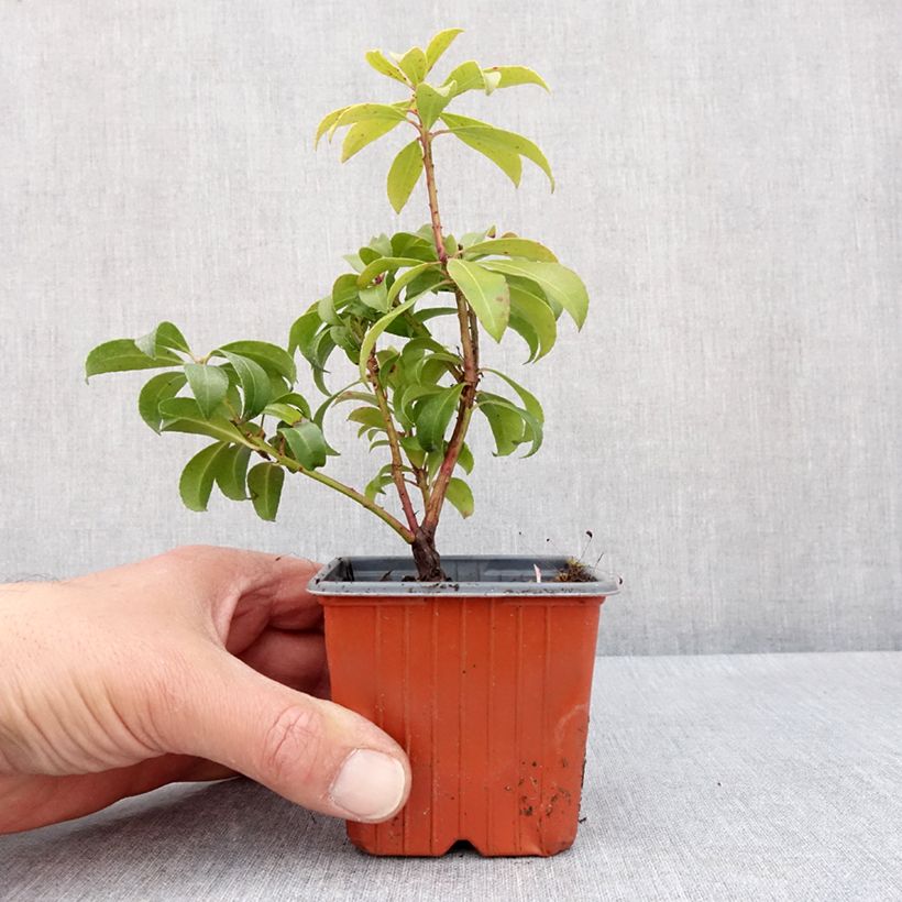 Pieris japonica Bonfire - Andrómeda Maceta de 8/9 cm Ejemplar entregado en la primavera