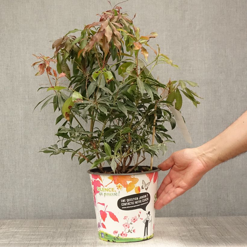 Ejemplar de Pieris japonica Katsura - Andrómeda Maceta 4L/5L entregado en verano