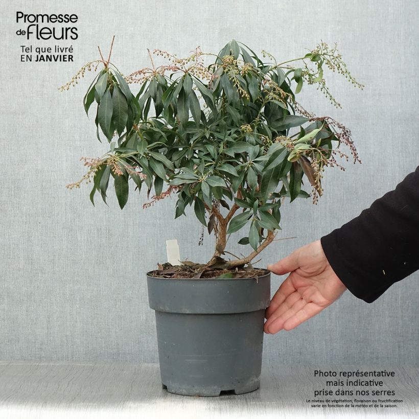 Pieris japonica Katsura - Andrómeda Maceta 4L/5L Ejemplar entregado en invierno