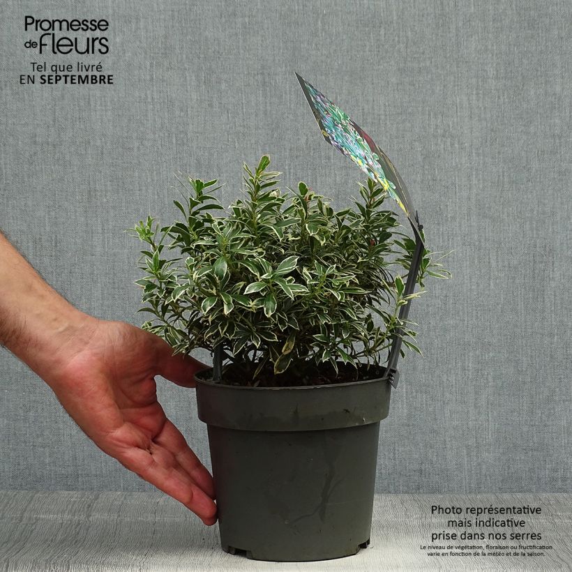 Ejemplar de Pieris japonica Little Frosty - Andrómeda Maceta 2L/3L entregado en otoño