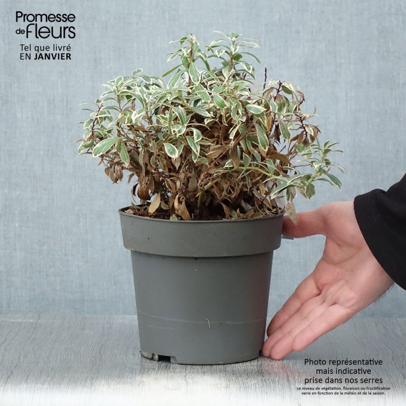 Pieris japonica Little Frosty - Andrómeda Maceta 2L/3L Ejemplar entregado en invierno