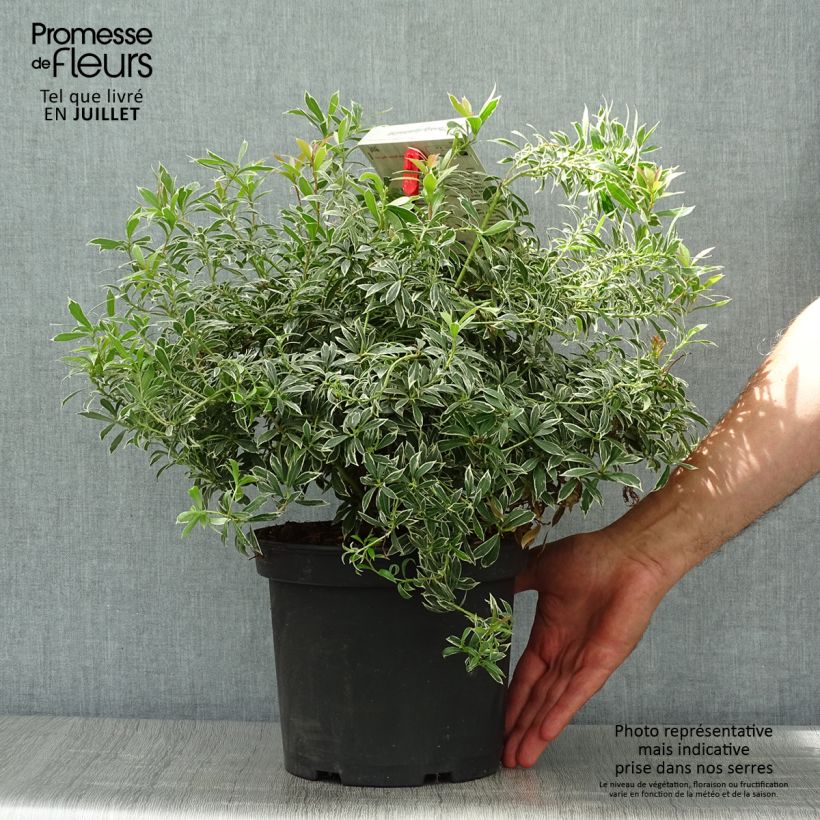 Ejemplar de Pieris japonica Little Heath - Andrómeda Maceta 4L/5L entregado en verano