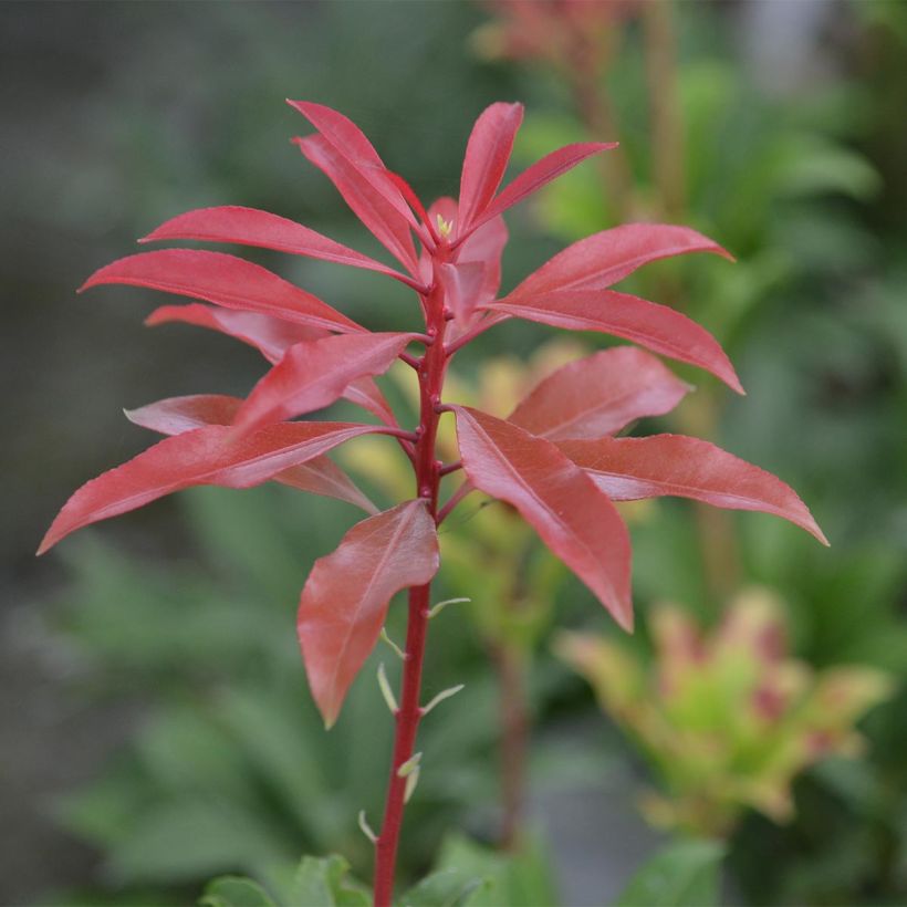 Pieris japonica Mountain Fire - Andrómeda (Follaje)