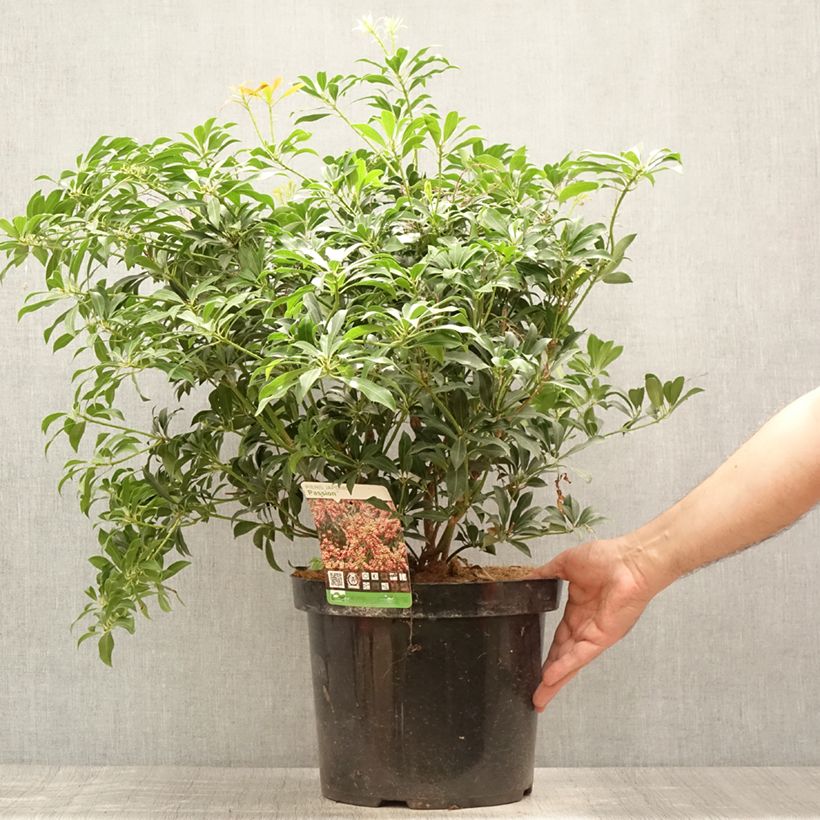 Ejemplar de Pieris japonica Passion - Andrómeda Maceta 6L/7L entregado en verano