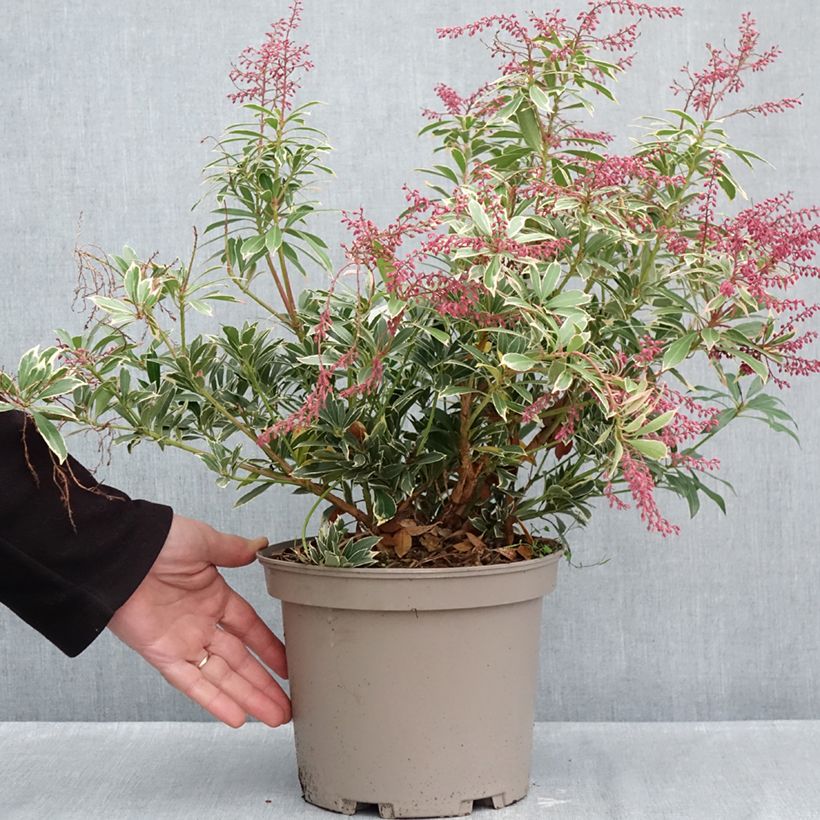 Ejemplar de Pieris japonica Polar passion® - Andrómeda Maceta 2L/3L entregado en otoño
