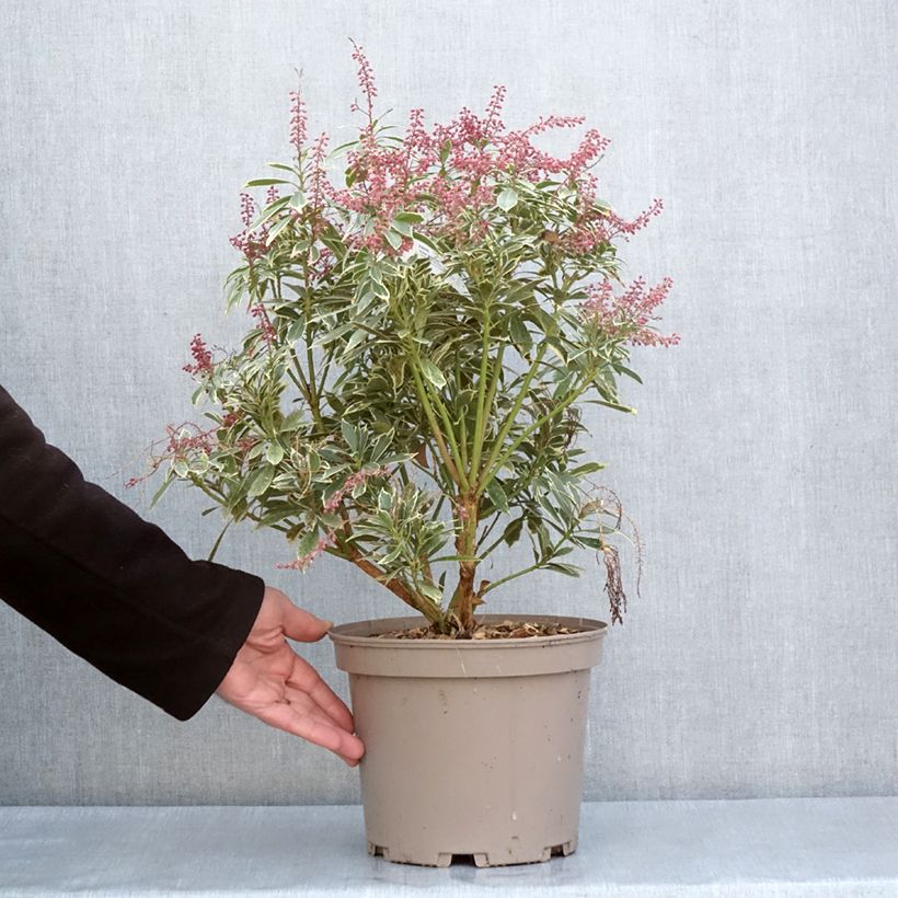 Pieris japonica Polar passion® - Andrómeda Maceta 2L/3L Ejemplar entregado en la primavera