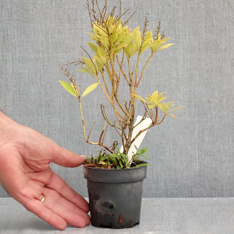 Ejemplar de Pieris japonica Prelude - Andrómeda Maceta de 8/9 cm entregado en otoño