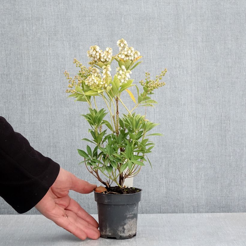 Pieris japonica Prelude - Andrómeda Maceta de 8/9 cm Ejemplar entregado en la primavera