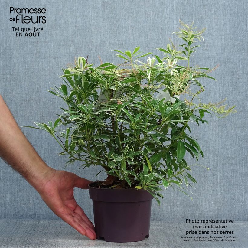 Ejemplar de Pieris japonica Ralto Rose - Andrómeda Maceta 2L/3L entregado en verano