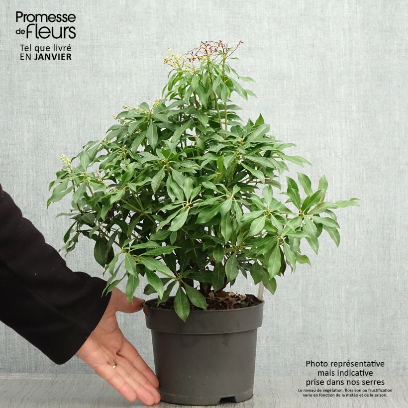 Pieris japonica Pink passion - Andrómeda Maceta 2L/3L Ejemplar entregado en invierno