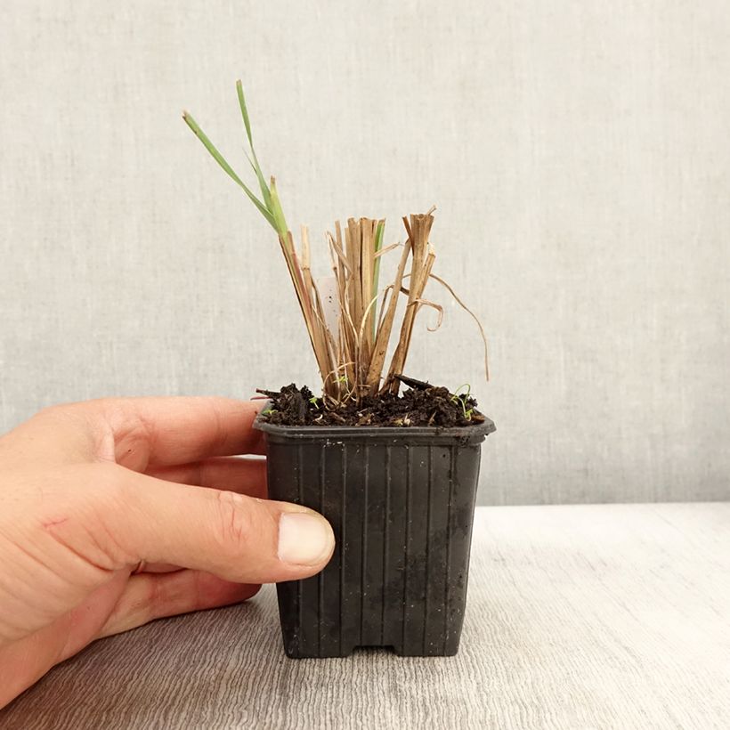 Ejemplar de Andropogon gerardii Blackhawks Maceta de 8/9 cm entregado en otoño