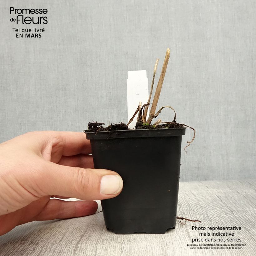 Andropogon gerardii Prairie Sommer Maceta de 8/9 cm Ejemplar entregado en la primavera