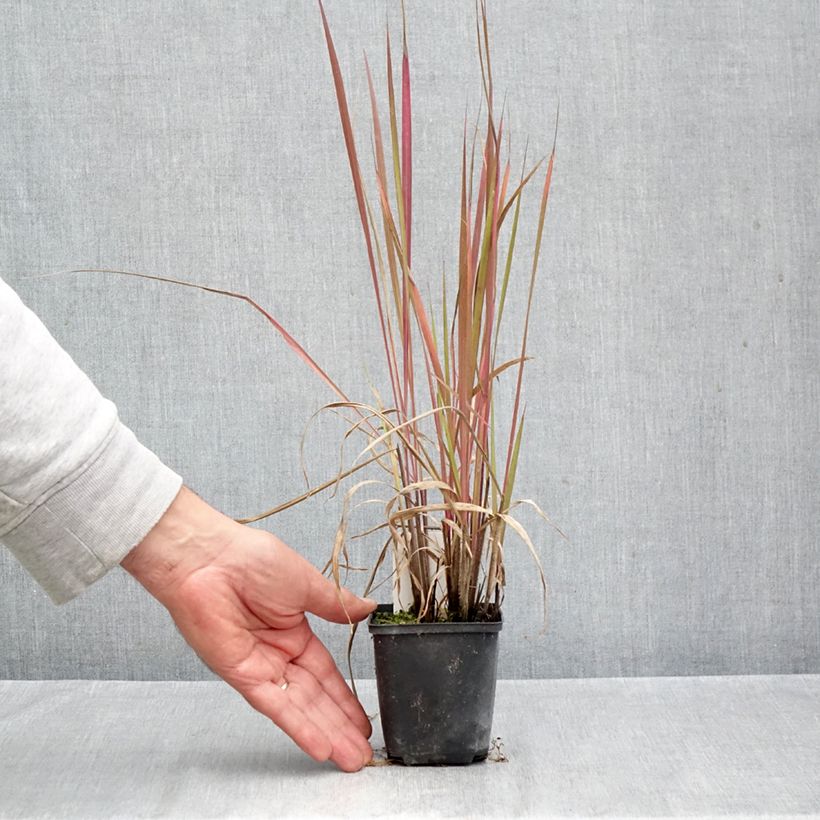 Ejemplar de Andropogon gerardii Red October Maceta de 8/9 cm entregado en otoño