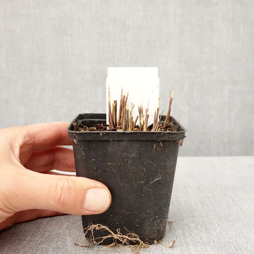 Andropogon gerardii Red October Maceta de 8/9 cm Ejemplar entregado en la primavera