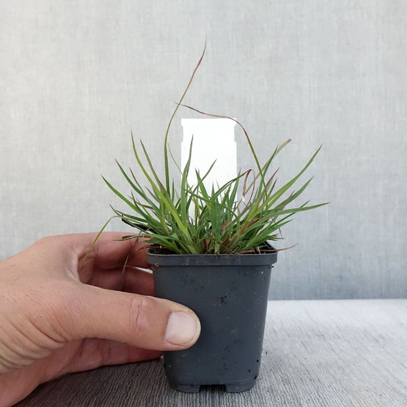Ejemplar de Andropogon ternarius Maceta de 8/9 cm entregado en otoño
