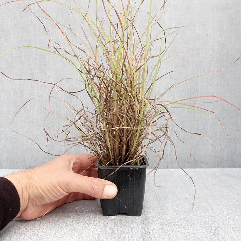 Ejemplar de Andropogon ternarius Maceta de 8/9 cm entregado en otoño