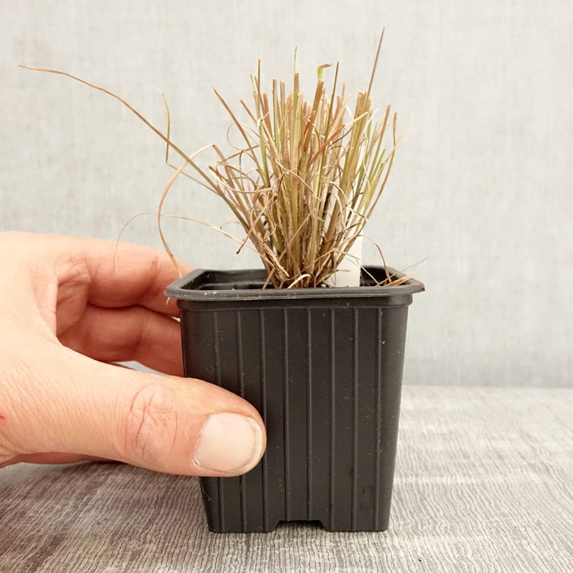 Andropogon ternarius Maceta de 8/9 cm Ejemplar entregado en la primavera