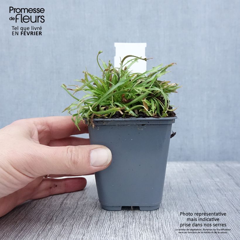 Androsace septentrionalis Star Dust Maceta de 8/9 cm Ejemplar entregado en invierno