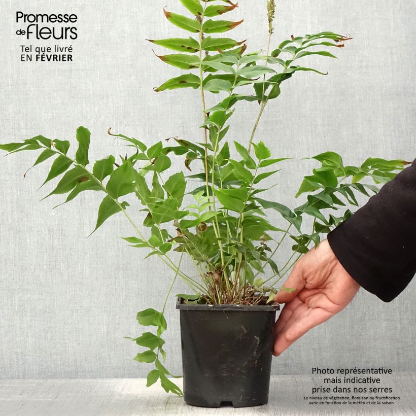 Anemia mexicana - Helecho rizado Maceta 2L/3L Ejemplar entregado en invierno