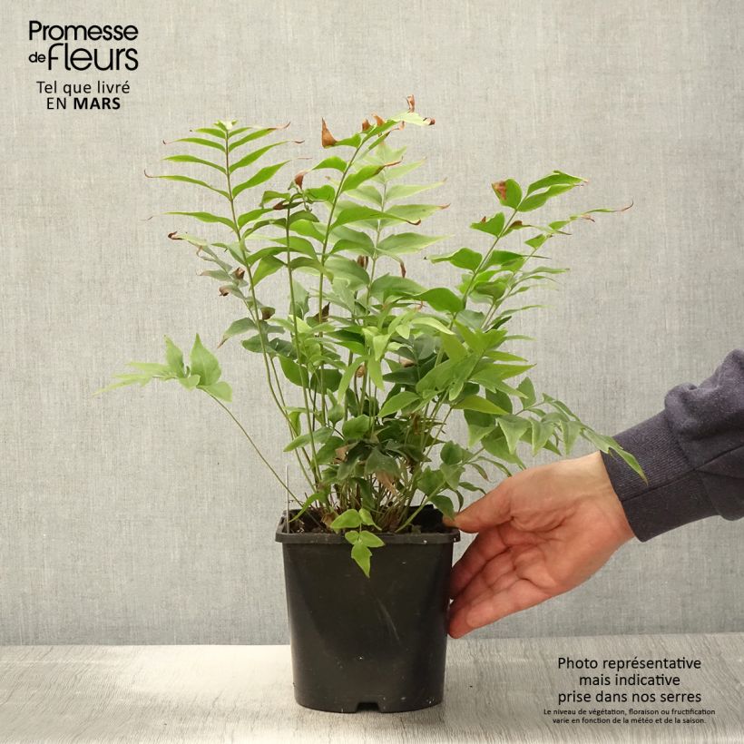 Anemia mexicana - Helecho rizado Maceta 2L/3L Ejemplar entregado en la primavera