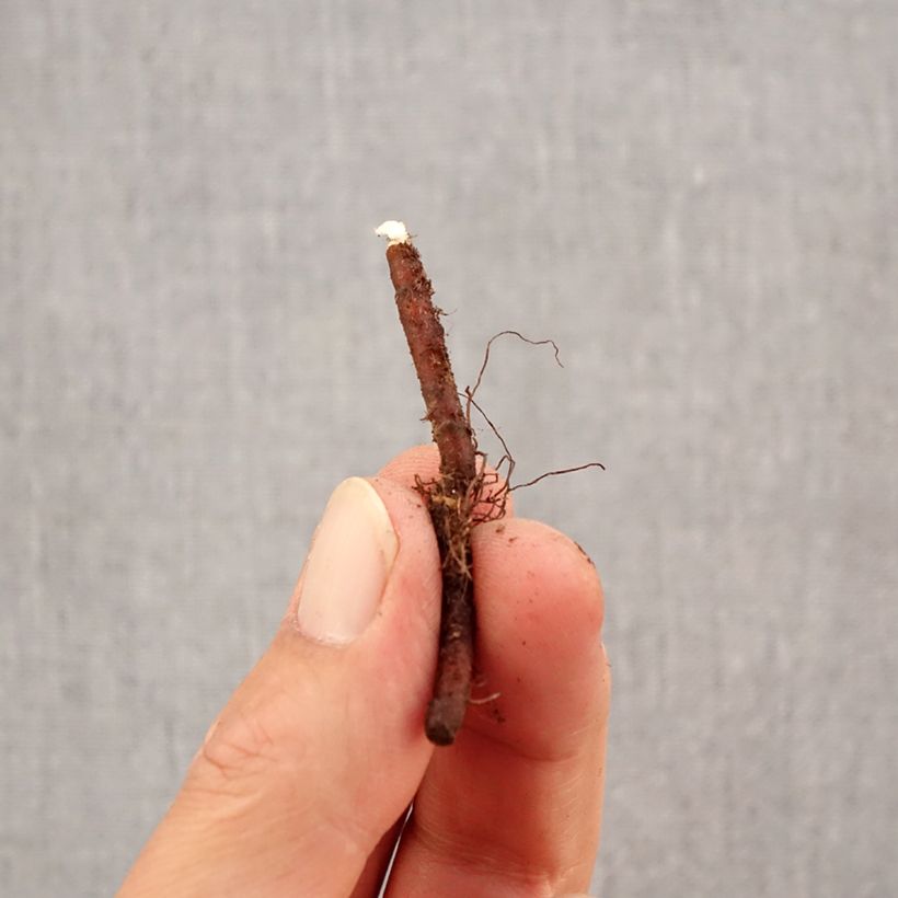 Ejemplar de Anemone apennina Alba Bulbo calibre I entregado en otoño