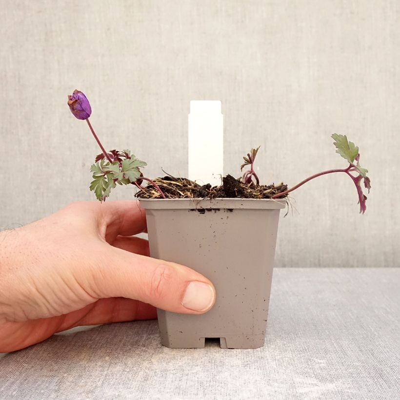 Anemone blanda Blue Shades Maceta de 8/9 cm calibre 5+ Ejemplar entregado en invierno