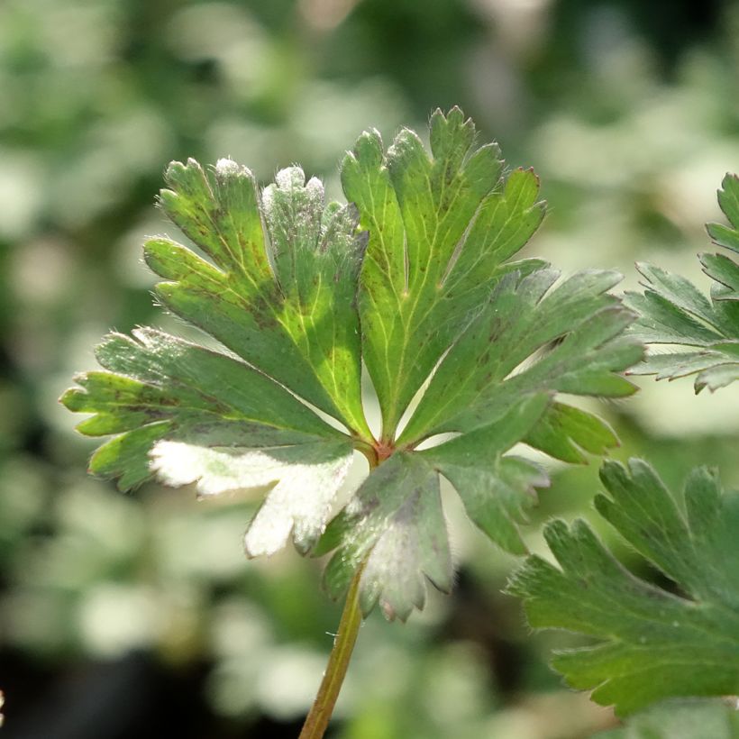 Anemone blanda White Splendour (Follaje)