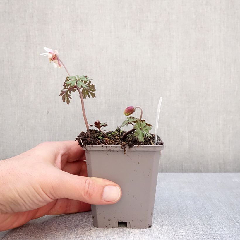 Anemone blanda White Splendour Maceta de 8/9 cm calibre 5+ Ejemplar entregado en invierno