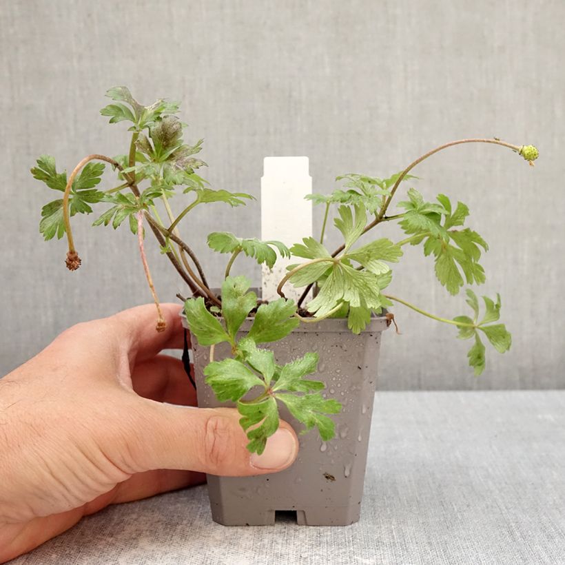 Anemone blanda White Splendour Maceta de 8/9 cm calibre 5+ Ejemplar entregado en la primavera