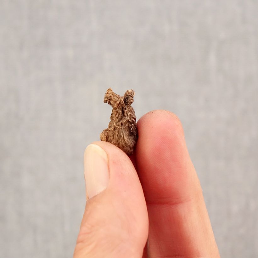 Ejemplar de Anemone coronaria Sylphide Bulbo calibre 5 entregado en otoño