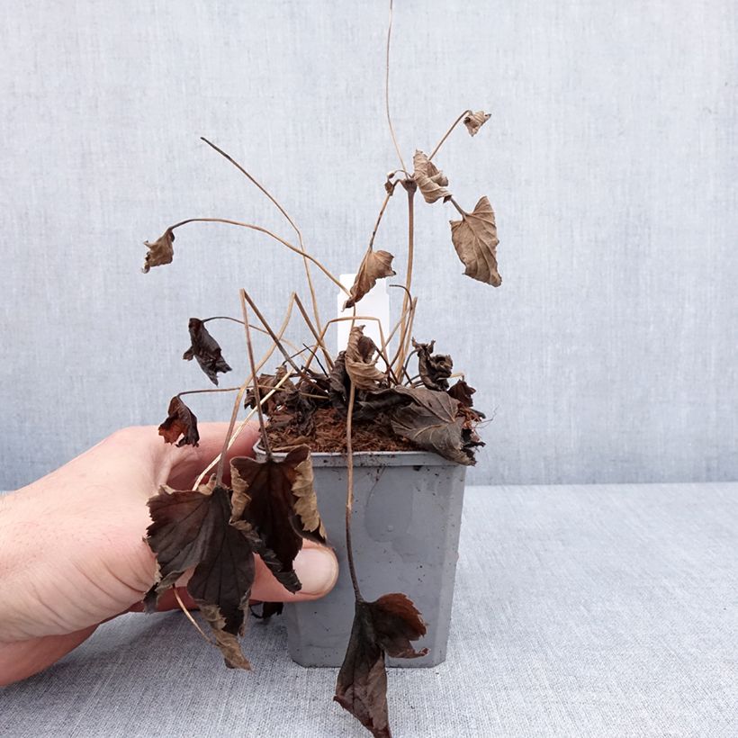 Anemone hupehensis Alando Rose - Anémona del Japón Maceta de 8/9 cm Ejemplar entregado en invierno