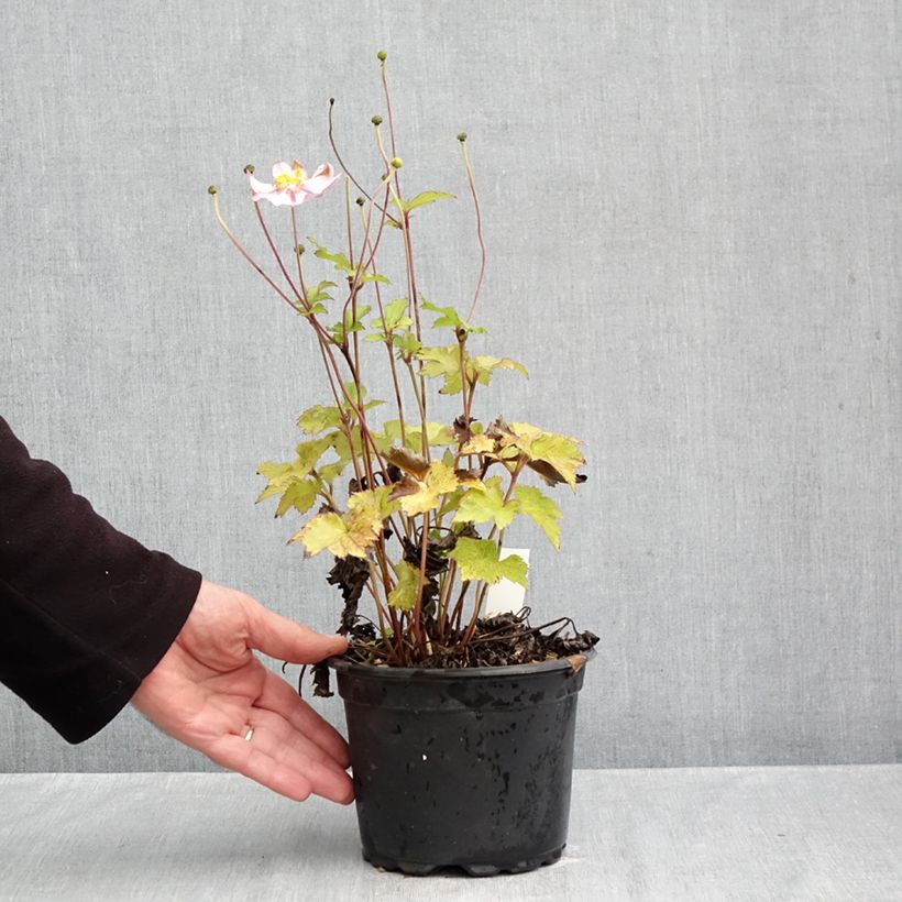 Ejemplar de Anemone hupehensis Crispa - Anémona del Japón Maceta 2L/3L entregado en otoño