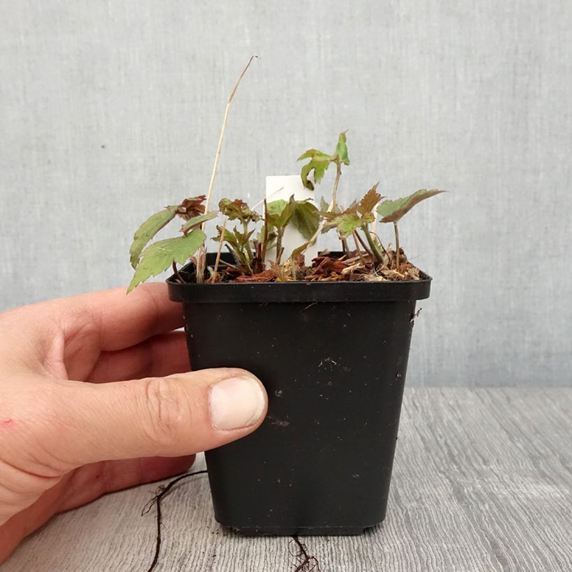 Anemone Fantasy Ariel Maceta de 8/9 cm Ejemplar entregado en la primavera