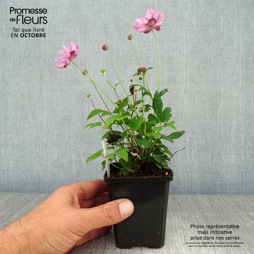 Ejemplar de Anemone hupehensis Fantasy Pocahontas - Anémona del Japón Maceta de 8/9 cm entregado en otoño