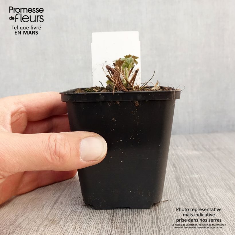 Anemone Frilly Knickers Maceta de 8/9 cm Ejemplar entregado en la primavera