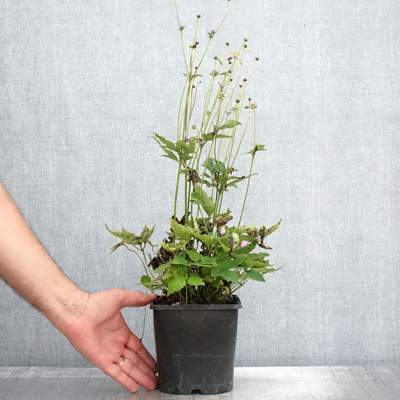 Ejemplar de Anemone hupehensis Pamina - Anémona del Japón Maceta 1L/1,5L entregado en otoño